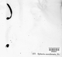 Xylaria corniformis image